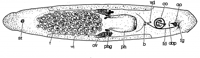 Minona concharum