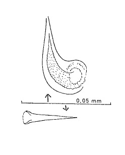 Minona cornupenis Minona cornupenis