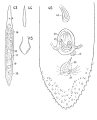 Platyhelminthes (flatworms)