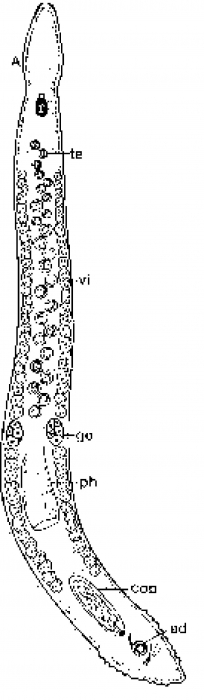 Minona dolichovesicula Minona dolichovesicula
