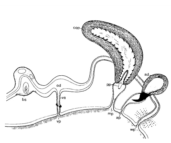 Minona dolichovesicula Minona dolichovesicula