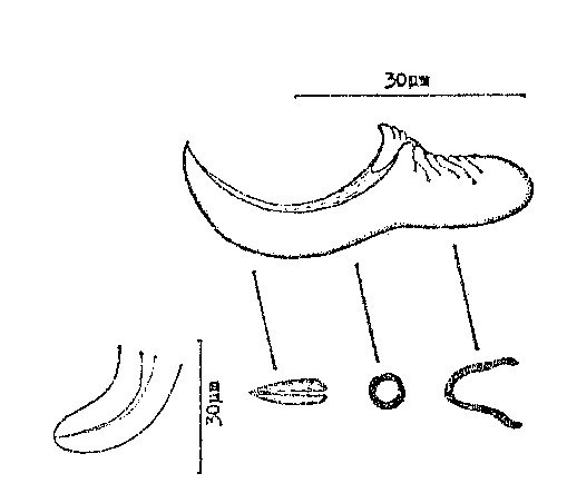 Minona dolichovesicula Minona dolichovesicula