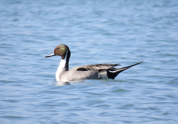 Pintail (Anas acuta), male Pintail (Anas acuta), male