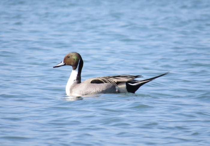 Pintail (Anas acuta), male