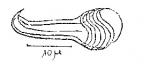 Minona evelinae