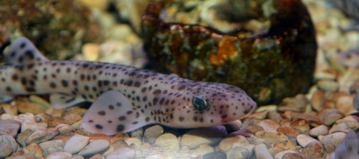 Lesser spotted dogfish - Scyliorhinus canicula