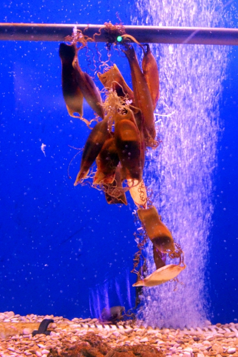 Egg cases Lesser spotted dogfish - Scyliorhinus canicula Egg cases Lesser spotted dogfish - Scyliorhinus canicula