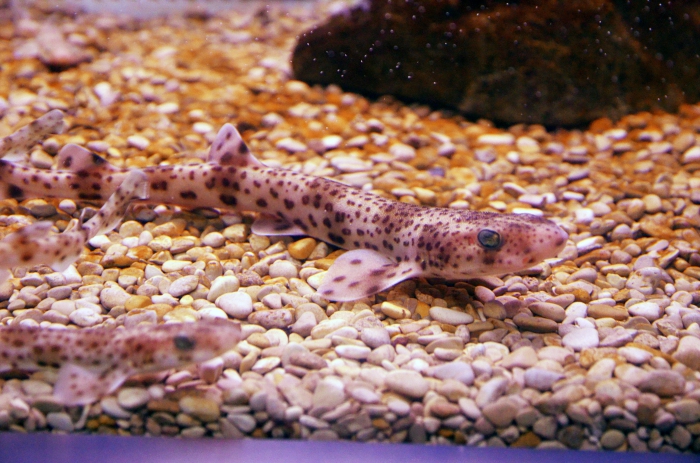 Lesser spotted dogfish - Scyliorhinus canicula Lesser spotted dogfish - Scyliorhinus canicula