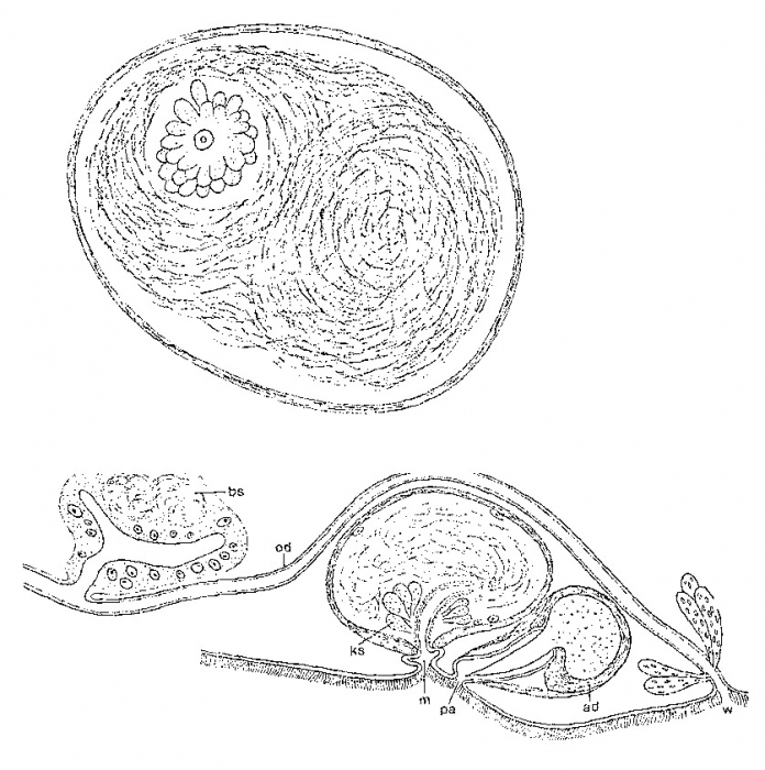 Minona fernandinensis
