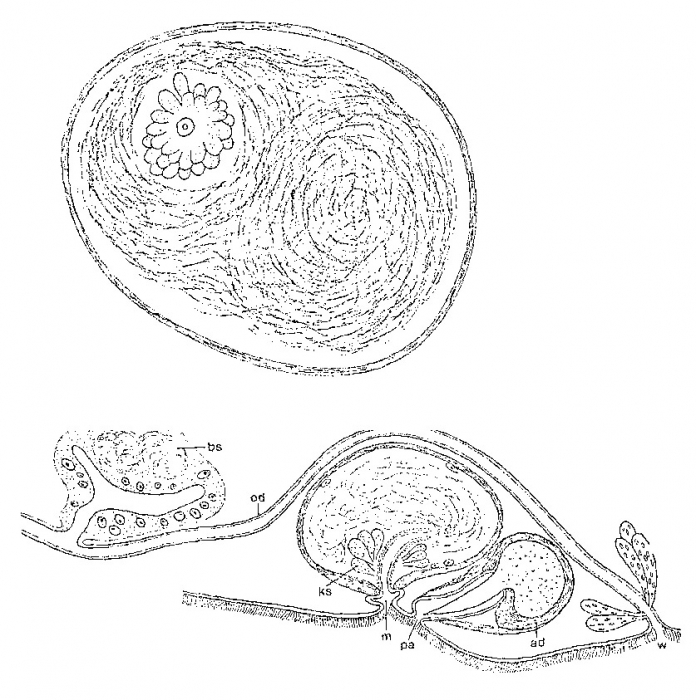 Minona fernandinensis Minona fernandinensis