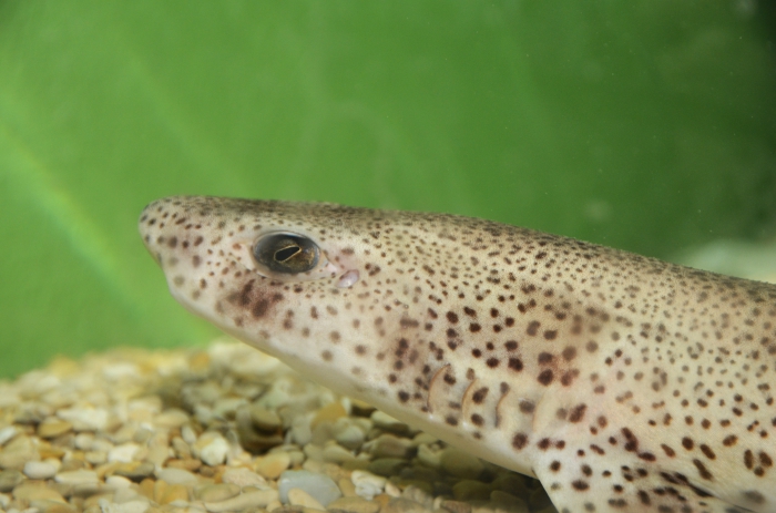 Lesser spotted dogfish - Scyliorhinus canicula Lesser spotted dogfish - Scyliorhinus canicula