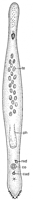 Minona gemella Minona gemella