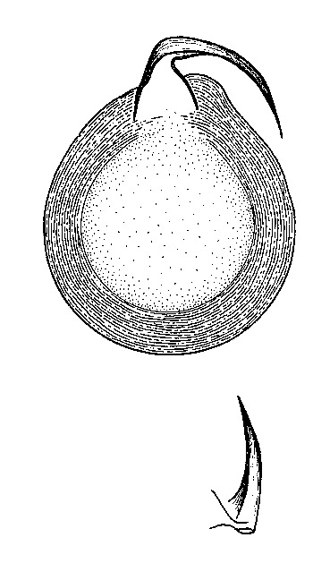 Minona gemella Minona gemella