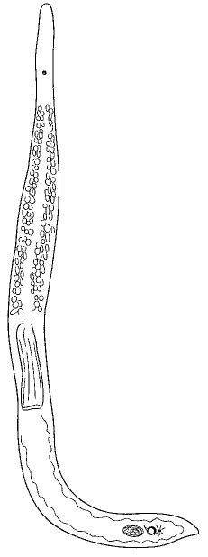Minona gigantea Minona gigantea