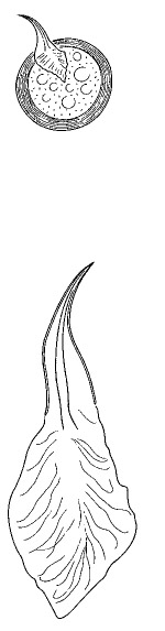 Minona gigantea Minona gigantea