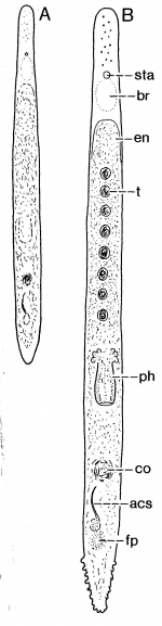 Minona hastata