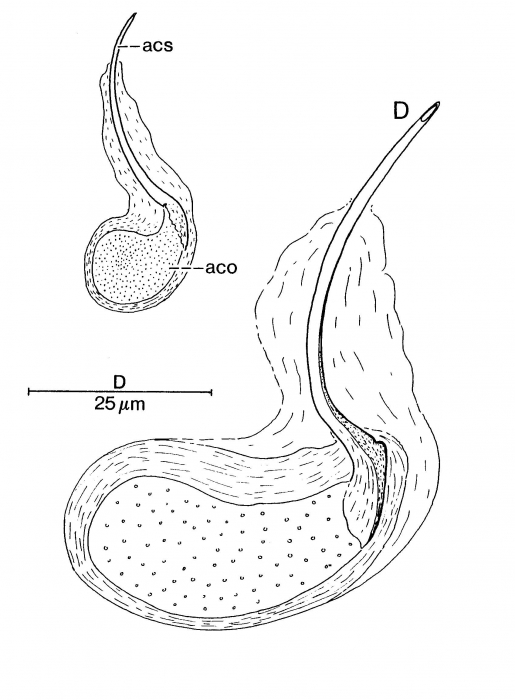 Minona hastata