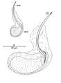 Platyhelminthes (flatworms)