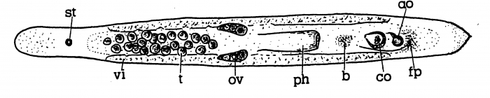 Minona heronensis Minona heronensis
