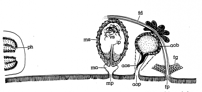 Minona heronensis