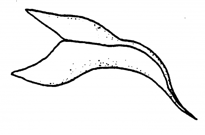 Minona heronensis Minona heronensis