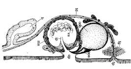 Minona ileanae