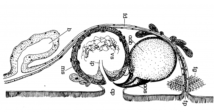 Minona ileanae Minona ileanae