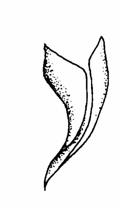 Minona ileanae Minona ileanae