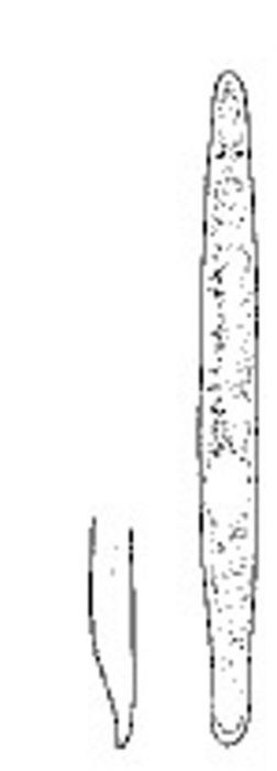 Minona obscura Minona obscura