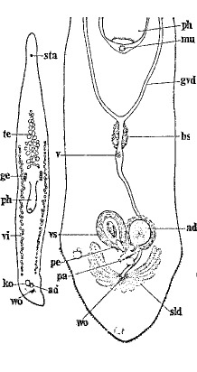 Minona pelvivaginalis Minona pelvivaginalis