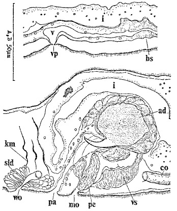 Minona pelvivaginalis Minona pelvivaginalis
