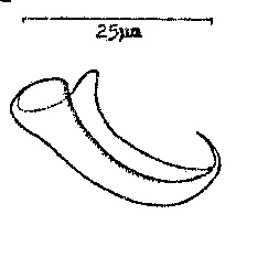 Minona pelvivaginalis Minona pelvivaginalis