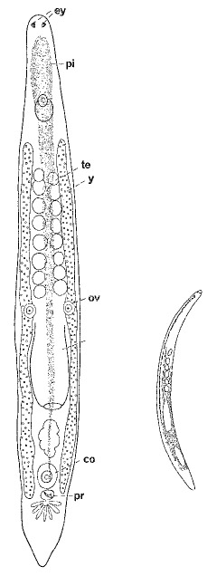 Minona peteraxi Minona peteraxi