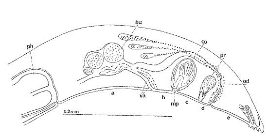 Minona peteraxi