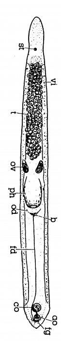 Minona proculvaginata Minona proculvaginata