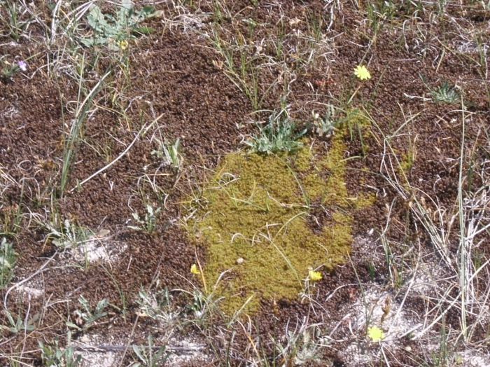 Tortula ruraliformis (hydrated) Tortula ruraliformis (hydrated)