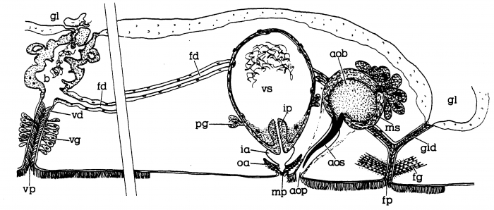 Minona proculvaginata Minona proculvaginata