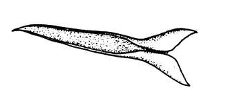 Minona proculvaginata