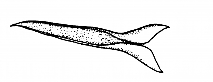 Minona proculvaginata Minona proculvaginata