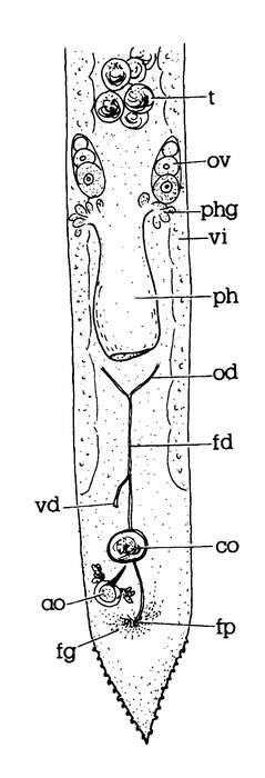 Minona pseudoileanae Minona pseudoileanae