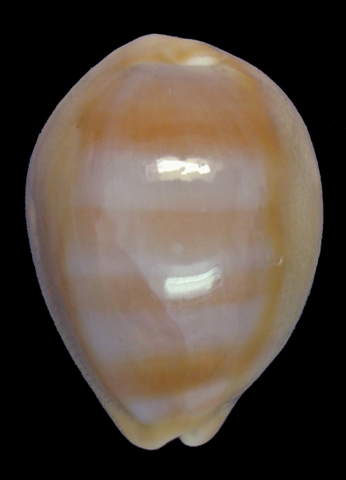 Lyncina aliceae (holotype 34.4mm) 