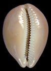 Lyncina aliceae (holotype 34.4mm) 