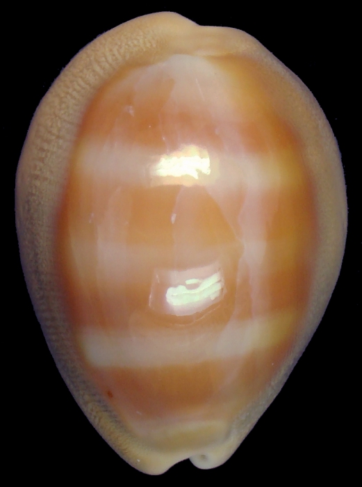 Lyncina aliceae (paratype 1_42.04mm) 