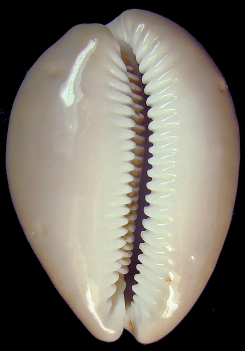 Lyncina aliceae (paratype 1_42.04mm) 