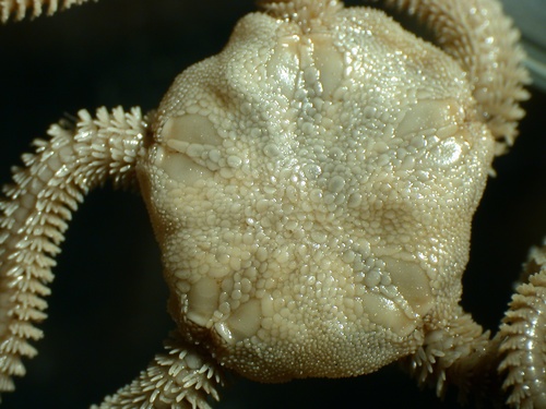 Neotype dorsal