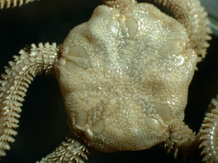 Neotype dorsal Neotype dorsal