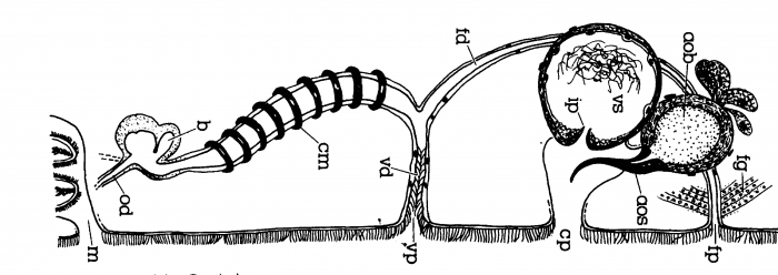 Minona pseudoileanae Minona pseudoileanae