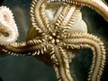 Echinodermata (echinoderms)