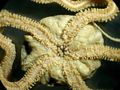 Echinodermata (echinoderms)