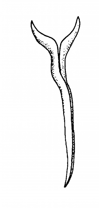 Minona pseudoileanae Minona pseudoileanae